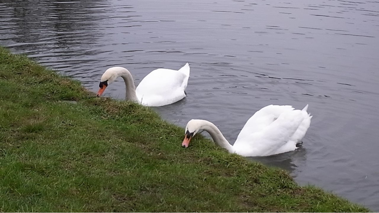 EthoTeach page – picture of two adult swans feeding on grass
