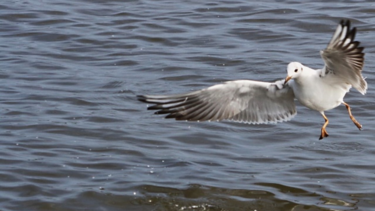 Awards page – picture of a black-headed gull landing