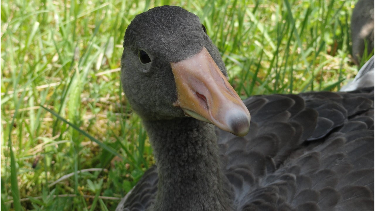 The society page – picture of a young greylag goose