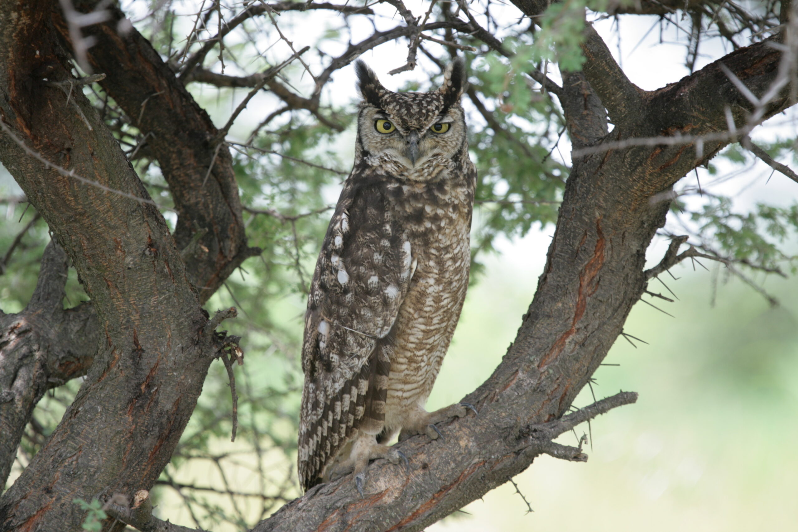 Spotted eagle looking at camera