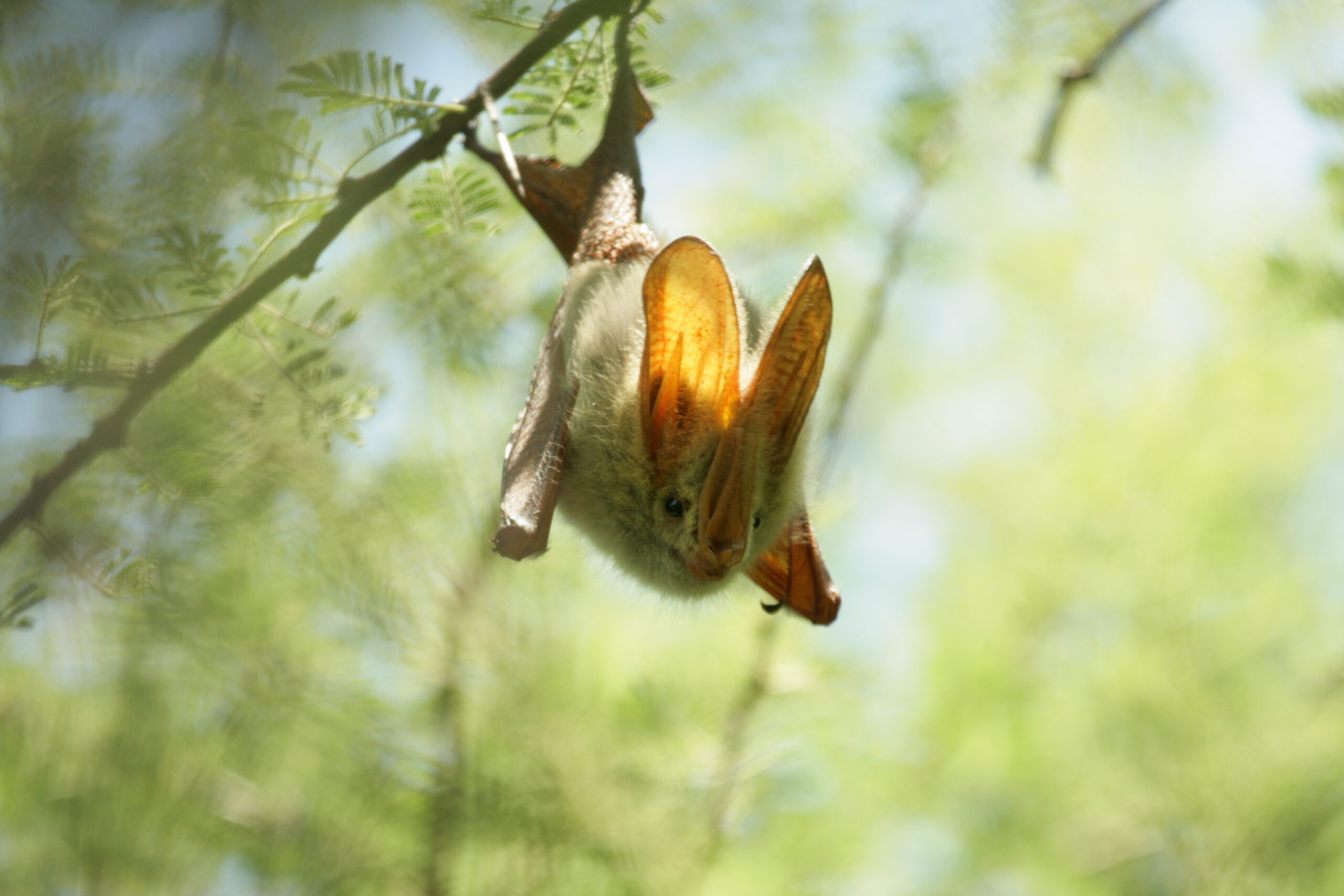 Yellow winged bat hanging from tree