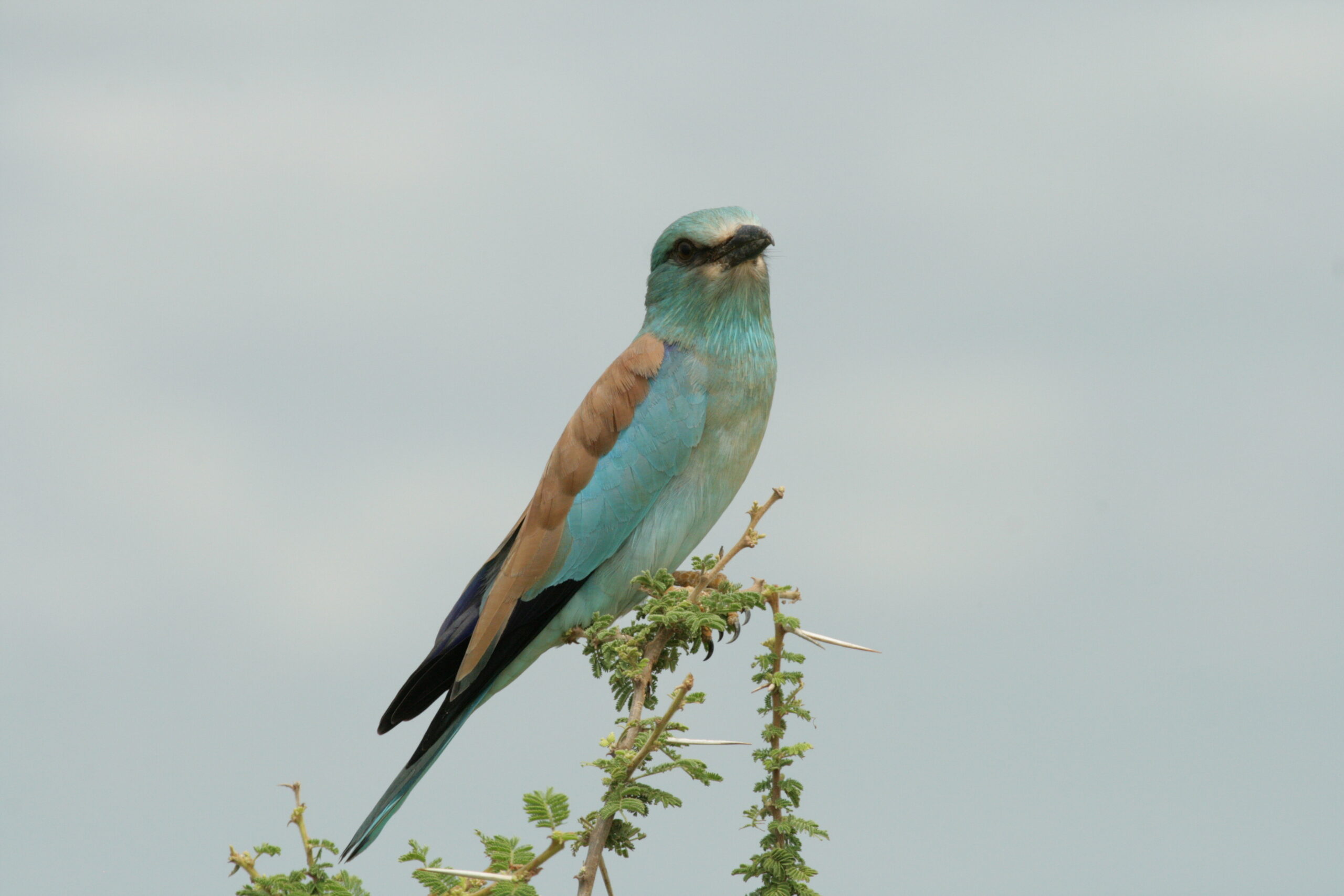 European roller looking at camera