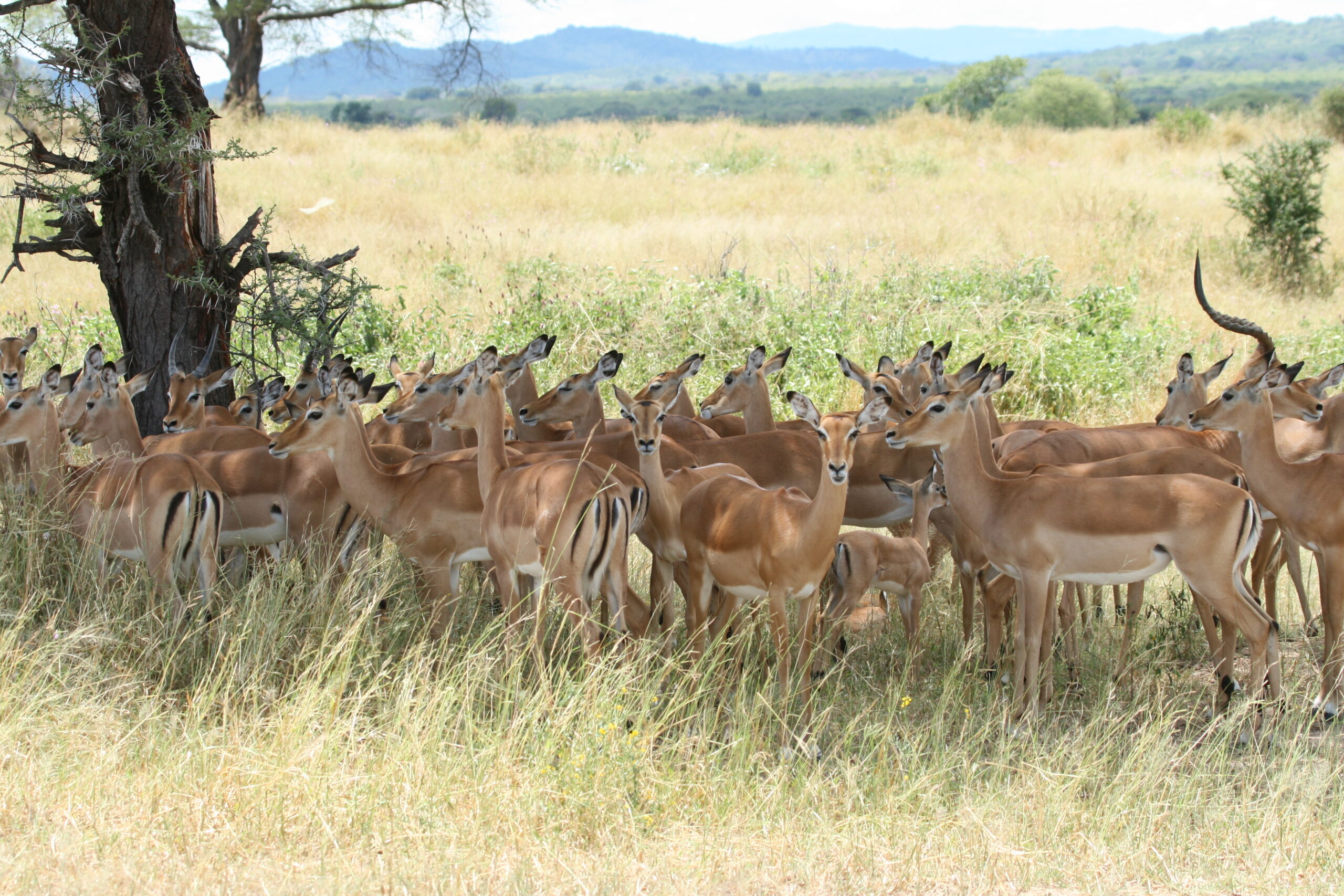 a group of impalas