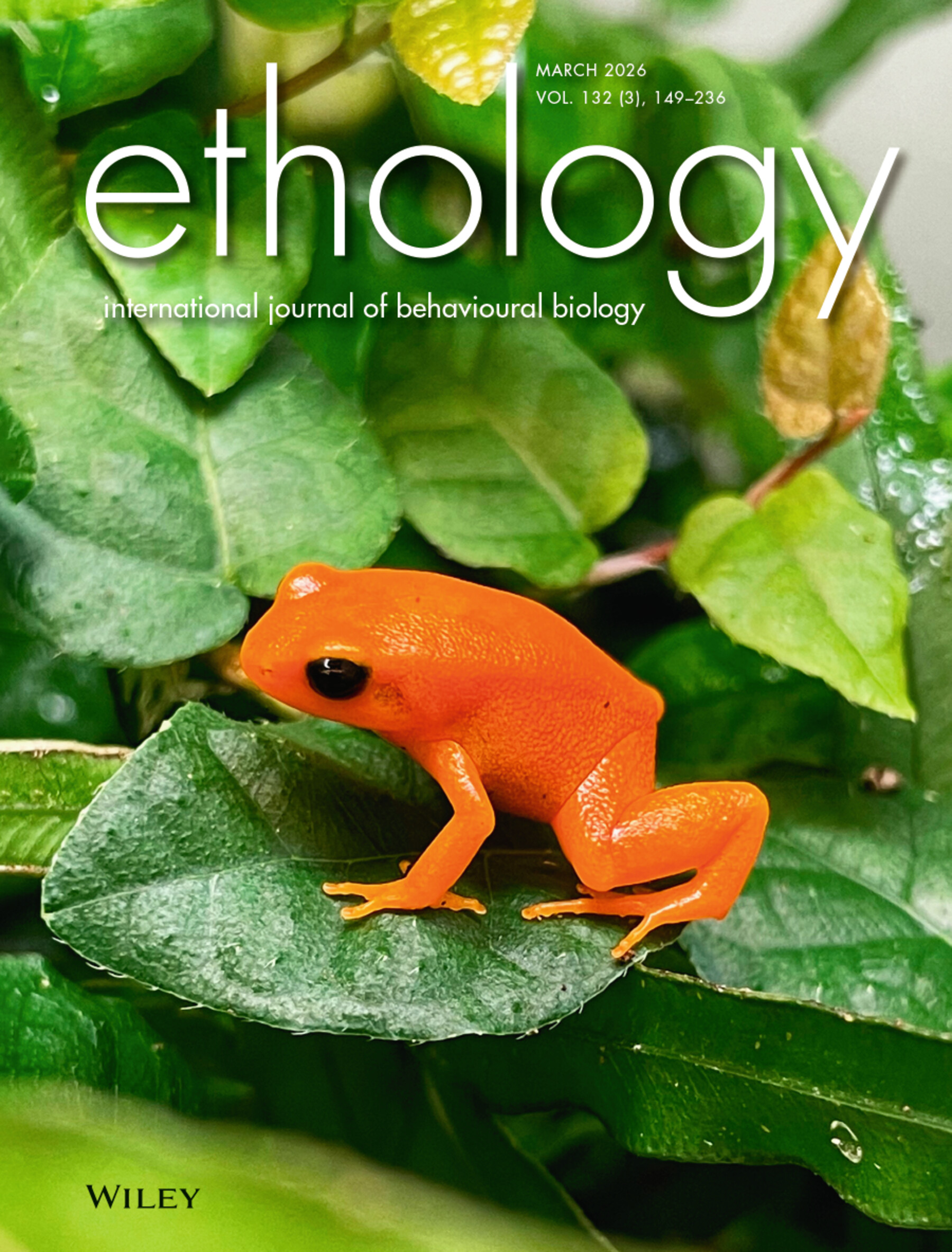 golden mantella sitting on leave